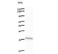 CCNB1IP1 Antibody - Western blot analysis of immunized recombinant protein, using anti-CCNB1IP1 monoclonal antibody.
