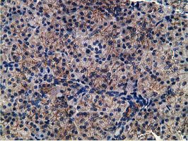 CCNB1IP1 Antibody - IHC of paraffin-embedded Human pancreas tissue using anti-CCNB1IP1 mouse monoclonal antibody. (Heat-induced epitope retrieval by 10mM citric buffer, pH6.0, 100C for 10min).