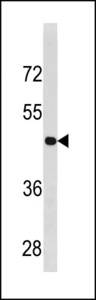 CCNB2 / Cyclin B2 Antibody - CCNB2 Antibody (Center S204) western blot of U251 cell line lysates (35 ug/lane). The CCNB2 antibody detected the CCNB2 protein (arrow).
