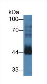 CCNB2 / Cyclin B2 Antibody - Western Blot; Sample: Mouse Testis lysate; Primary Ab: 3µg/ml Rabbit Anti-Human CCNB2 Antibody Second Ab: 0.2µg/mL HRP-Linked Caprine Anti-Rabbit IgG Polyclonal Antibody