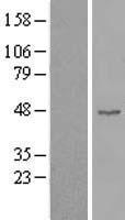 CCNB2 / Cyclin B2 Protein - Western validation with an anti-DDK antibody * L: Control HEK293 lysate R: Over-expression lysate