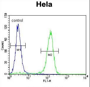 CCNC / Cyclin C Antibody - CCNC Antibody flow cytometry of HeLa cells (right histogram) compared to a negative control cell (left histogram). FITC-conjugated goat-anti-rabbit secondary antibodies were used for the analysis.