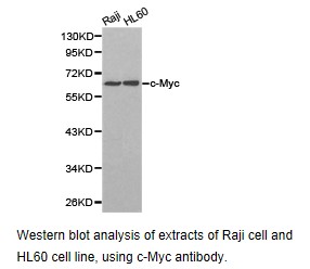 CCNC / Cyclin C Antibody - Western blot.