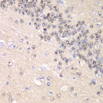 CCNC / Cyclin C Antibody - Immunohistochemistry of paraffin-embedded rat brain tissue.