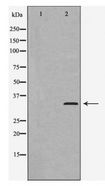 CCNC / Cyclin C Antibody - Western blot of Cyclin C expression in LOVO cells