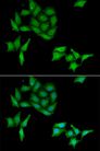CCNC / Cyclin C Antibody - Immunofluorescence analysis of HeLa cells using CCNC antibody. Blue: DAPI for nuclear staining.