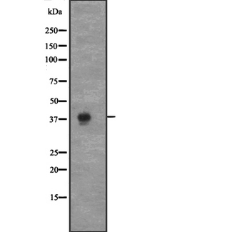 CCNC / Cyclin C Antibody - Western blot analysis of CCNC expression in NIH3T3 whole cells lysate. The lane on the left is treated with the antigen-specific peptide.