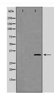 CCNC / Cyclin C Antibody - Western blot of Cyclin C (Phospho-Ser275) expression in LOVO cells