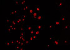 CCNC / Cyclin C Antibody - Staining NIH-3T3 cells by IF/ICC. The samples were fixed with PFA and permeabilized in 0.1% Triton X-100, then blocked in 10% serum for 45 min at 25°C. The primary antibody was diluted at 1:200 and incubated with the sample for 1 hour at 37°C. An Alexa Fluor 594 conjugated goat anti-rabbit IgG (H+L) Ab, diluted at 1/600, was used as the secondary antibody.