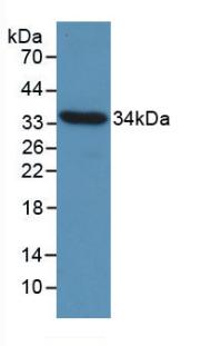 CCND1 / Cyclin D1 Antibody - Western Blot; Sample: Recombinant CCND1, Gallus.