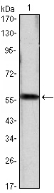 CCND1 / Cyclin D1 Antibody - Western blot using CCND1 monoclonal antibody against CCND1(AA: 1-295)-hIgGFc transfected HEK293 cell lysate.