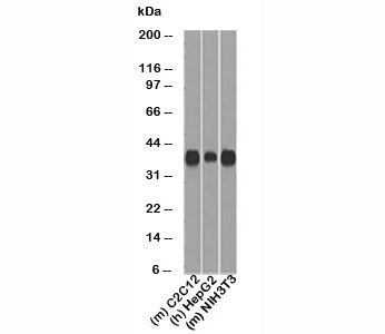 CCND1 / Cyclin D1 Antibody - Cyclin D1 antibody WB.  This image was taken for the unmodified form of this product. Other forms have not been tested.