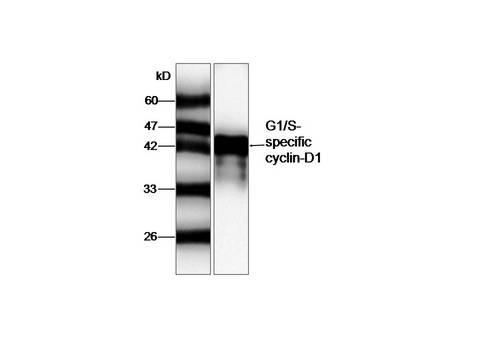 CCND1 / Cyclin D1 Antibody
