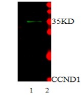 CCND1 / Cyclin D1 Antibody - Immunodetection Analysis: Representative blot from a previous lot. Lane 1, recombinant protein CCND1.The membrane blot was probed with antiCCND1 primary antibody (0.2 µg/ml). Proteins were visualized using a Donkey anti-rabbit secondary antibody conjugated to IRDye 800CW detection system. Arrows indicate recombinant protein CCND1 from E.coli cell (35kDa).