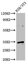 CCND2 / Cyclin D2 Antibody - Western Blot Positive WB detected in: NIH/3T3 whole cell lysate All lanes: CCND2 antibody at 2.25µg/ml Secondary Goat polyclonal to rabbit IgG at 1/50000 dilution Predicted band size: 34 kDa Observed band size: 34 kDa