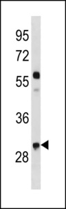 CCND2 / Cyclin D2 Antibody - Mouse CCND2 Antibody (C-term T279/T280) western blot of mouse NIH-3T3 cell line lysates (35 ug/lane). The Mouse CCND2 antibody detected the Mouse CCND2 protein (arrow).