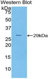 CCND2 / Cyclin D2 Antibody - Western blot of recombinant CCND2 / Cyclin D2.  This image was taken for the unconjugated form of this product. Other forms have not been tested.