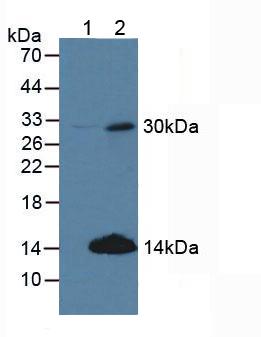 CCND2 / Cyclin D2 Antibody - Western Blot; Sample: Lane1: Human 293T Cells; Lane2: Human Hela Cells.