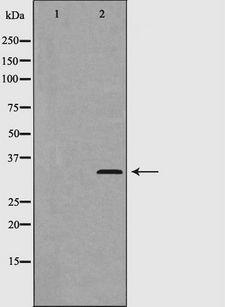 CCND2 / Cyclin D2 Antibody - Western blot analysis of Cyclin D2 (Phospho-Thr280) expression in 293 cells. The lane on the left is treated with the antigen-specific peptide.