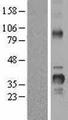 CCND2 / Cyclin D2 Protein - Western validation with an anti-DDK antibody * L: Control HEK293 lysate R: Over-expression lysate