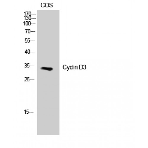 CCND3 / Cyclin D3 Antibody - Western blot of Cyclin D3 antibody