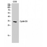 CCND3 / Cyclin D3 Antibody - Western blot of Cyclin D3 antibody