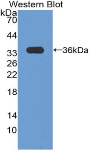 CCND3 / Cyclin D3 Antibody - Western blot of recombinant CCND3 / Cyclin D3.