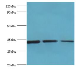 CCND3 / Cyclin D3 Antibody - Western blot. All lanes: CCND3 antibody at 6 ug/ml. Lane 1: NIH3T3 whole cell lysate. Lane 2: Jurkat whole cell lysate. Lane 3: 293T whole cell lysate. Secondary antibody: Goat polyclonal to rabbit at 1:10000 dilution. Predicted band size: 33 kDa. Observed band size: 33 kDa.