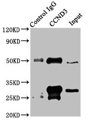 CCND3 / Cyclin D3 Antibody
