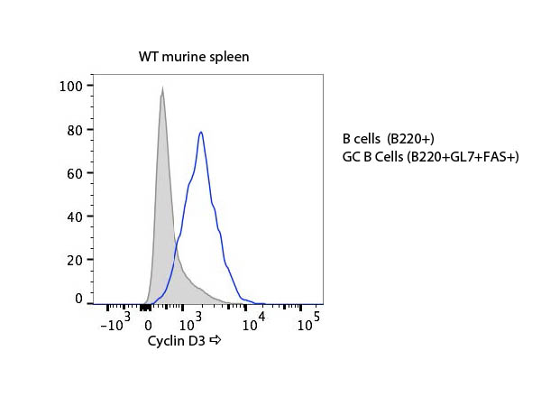 CCND3 / Cyclin D3 Antibody - Flow Cytometry of rabbit anti-Cyclin D3 antibody. Cells: mouse B cells+, 14 days post immunization (NP-CGG). Anti-Cyclin D3-RPE antibody at 1:500 for 20 min at 4°C.