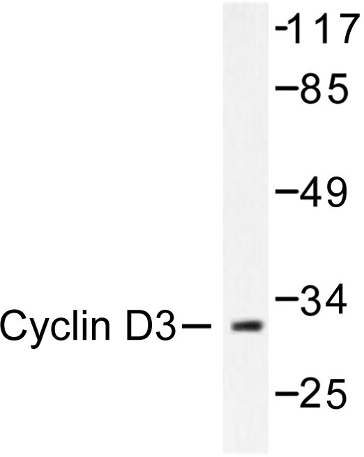 CCND3 / Cyclin D3 Antibody - Western blot of Cyclin D3 (G277) pAb in extracts from COS7 cells.