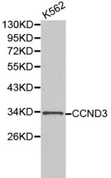 CCND3 / Cyclin D3 Antibody - Western blot of CCND3 pAb in extracts from K562 cells.