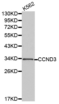 CCND3 / Cyclin D3 Antibody - Western blot analysis of K562 cell lysate.