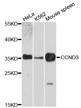 CCND3 / Cyclin D3 Antibody - Western blot analysis of extracts of various cell lines, using CCND3 antibody at 1:3000 dilution. The secondary antibody used was an HRP Goat Anti-Rabbit IgG (H+L) at 1:10000 dilution. Lysates were loaded 25ug per lane and 3% nonfat dry milk in TBST was used for blocking. An ECL Kit was used for detection and the exposure time was 90s.