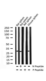 CCND3 / Cyclin D3 Antibody - Western blot analysis of Phospho-Cyclin D3 (Thr283) expression in various lysates