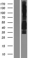 CCND3 / Cyclin D3 Protein - Western validation with an anti-DDK antibody * L: Control HEK293 lysate R: Over-expression lysate