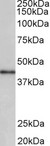 CCNDBP1 / GCIP Antibody - CCNDBP1 antibody (0.3 ug/ml) staining of Human Placenta lysate (35 ug protein in RIPA buffer). Primary incubation was 1 hour. Detected by chemiluminescence.