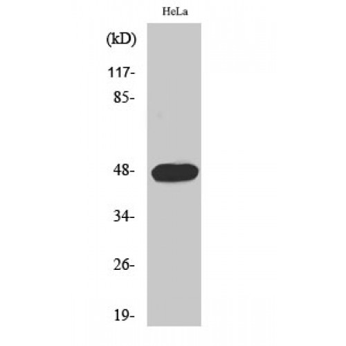 CCNE1 / Cyclin E1 Antibody - Western blot of Phospho-Cyclin E1 (T395) antibody