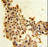 CCNE1 / Cyclin E1 Antibody - Formalin-fixed and paraffin-embedded human testis tissue with Cyclin E1 Antibody , which was peroxidase-conjugated to the secondary antibody, followed by DAB staining. This data demonstrates the use of this antibody for immunohistochemistry; clinical relevance has not been evaluated.