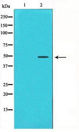 CCNE1 / Cyclin E1 Antibody - Western blot of HeLa cell lysate using Cyclin E1 Antibody