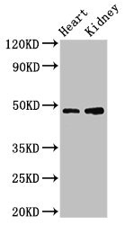 CCNE1 / Cyclin E1 Antibody - Positive Western Blot detected in Mouse heart tissue, Mouse kidney tissue. All lanes: CCNE1 antibody at 3.2 µg/ml Secondary Goat polyclonal to rabbit IgG at 1/50000 dilution. Predicted band size: 48, 42, 46 KDa. Observed band size: 48 KDa