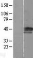 CCNE1 / Cyclin E1 Protein - Western validation with an anti-DDK antibody * L: Control HEK293 lysate R: Over-expression lysate