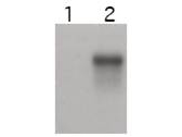CCNE2 / Cyclin E2 Antibody - Anti-Cyclin E2 Antibody - Western Blot. Western blot of affinity purified anti-Cyclin E2 antibody shows specific detection of Cyclin E2. Cell extracts over-expressing mouse Cyclin E1 (lane 1) and Cyclin E2 (lane 2) were electrophoresed, transferred to nitrocellulose, and probed with the anti-Cyclin E2 antibody. The affinity purified antibody also detects endogenous Cyclin E2 in Skp2-/- MEF cells. (data not shown). Personal Communication, Philipp Kaldis, CCR-NCI, Frederick, MD.
