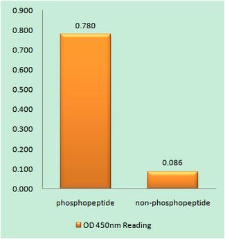 CCNE2 / Cyclin E2 Antibody - The absorbance readings at 450 nM are shown in the ELISA figure.