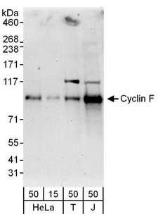 CCNF / Cyclin F Antibody - Detection of Human Cyclin F by Western Blot. Samples: Whole cell lysate from HeLa (15 and 50 ug), 293T (T; 50 ug) and Jurkat (J; 50 ug) cells. Antibody: Affinity purified rabbit anti-Cyclin F antibody used for WB at 0.1 ug/ml. Detection: Chemiluminescence with an exposure time of 30 seconds.