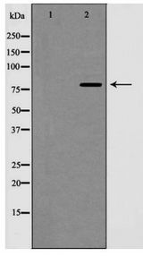 CCNF / Cyclin F Antibody - Western blot of Cyclin F expression in extracts from HeLa cells