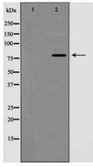CCNF / Cyclin F Antibody - Western blot of Cyclin F expression in extracts from HeLa cells