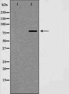 CCNF / Cyclin F Antibody - Western blot analysis of Cyclin F expression in extracts of HeLa cells. The lane on the left is treated with the antigen-specific peptide.
