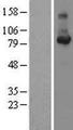 CCNF / Cyclin F Protein - Western validation with an anti-DDK antibody * L: Control HEK293 lysate R: Over-expression lysate