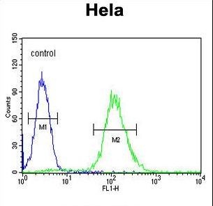 CCNG1 / Cyclin G1 Antibody - CCNG1 Antibody flow cytometry of HeLa cells (right histogram) compared to a negative control cell (left histogram). FITC-conjugated goat-anti-rabbit secondary antibodies were used for the analysis.